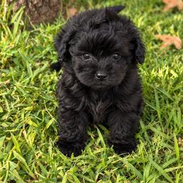 Pomapoo Female - Black female Assorted Doodle Crosses puppy in Harrah, Oklahoma from Sunshines Pomeranians & Cavapoos