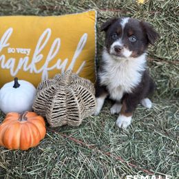 Girl 4 - Red tri-color female Australian Shepherd puppy in San Bernardino, California from Zermeno Ranch