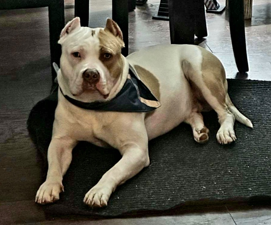 ODB's Prophecy & Promises - Fawn American Bully puppy in Saratoga Springs, New York from Oily Drop Bullies