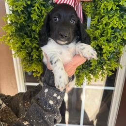 Cooper - Piebald male Dachshund puppy in Aurora, Missouri from Baker Farms
