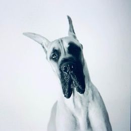 Great Dane All Grown Up from The Nobledane