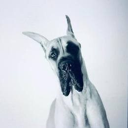 Great Dane All Grown Up from The Nobledane