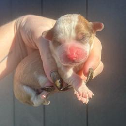 Aster - Red and white male American Corgi puppy in East Oakdale, California from Rhettro Kennels
