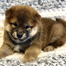 Luna - Red female Shiba Inu puppy in Trenton, Nebraska from Prairie Shibas