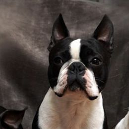 Boston Terriers from Lighthouse Bostons