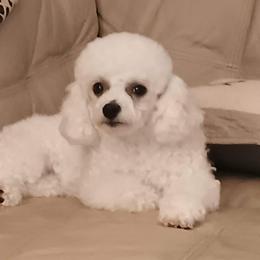 Birdie - Poodle