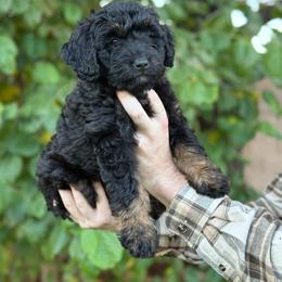 Mustang - Phantom female Bernedoodle puppy in Glendale, Arizona from Arizona Bernedoodles