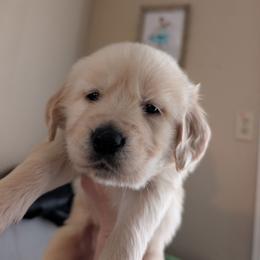 Black - Golden female Golden Retriever puppy in Madison, Ohio from Heckmans English Cream Golden Retrievers