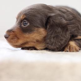 Riley - Chocolate and tan female Dachshund puppy in Alto, Texas from Prima Dachshunds