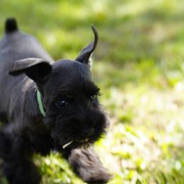 Black Male - Black male Miniature Schnauzer puppy in Snowflake / Phoenix, Arizona from Snowflake Schnauzers
