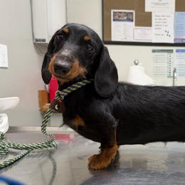 Kiwi - Dachshund