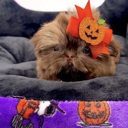 Ming - Liver female Shih Tzu puppy in Jacksonville, Florida from Fancy Garden Shih Tzu