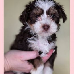 Pumpkin - Tri-color female Bernedoodle puppy in Decatur, Tennessee from Diamond's Doodles