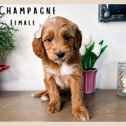 Champagne - Red  female Goldendoodle puppy in Hilton, New York from The House of Goldendoodle