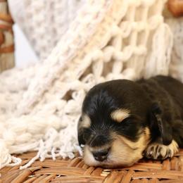 Whitley - Black and cream female Dachshund puppy in Nolensville, Tennessee from Boothe’s Dachshunds