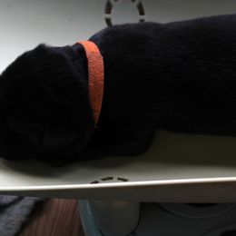 orange collar female - Labrador Retriever puppy in Hilliards, Pennsylvania from Del-Star Kennels