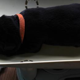 orange collar female - Labrador Retriever puppy in Hilliards, Pennsylvania from Del-Star Kennels