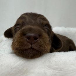 Prince - Chocolate and tan male Dachshund puppy in Pulaski, Tennessee from Billboard Doxies
