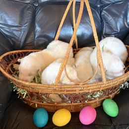 Samoyed Puppies from Subarktika Samoyeds