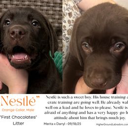 Nestlé - Chocolate male Labrador Retriever puppy in Eaton Rapids, Michigan from Higher Ground Labradors