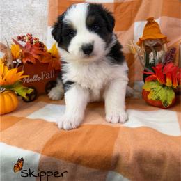 Skipper - Black tri-color male Australian Shepherd puppy in Jonesborough, Tennessee from Lotus Australian Shepherds