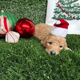 ABC - Apricot male Goldendoodle puppy in Willacoochee, Georgia from Kitandkboodle's Doodles
