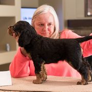 Gordon Setter Puppies from Kilernan