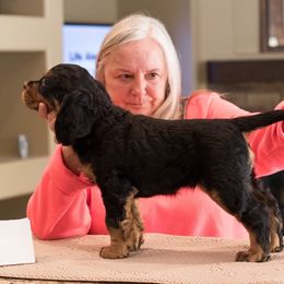 Gordon Setter Puppies from Kilernan