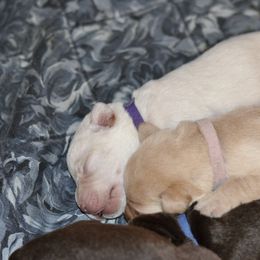 Labrador Retriever Puppies from Loudon's Labradors