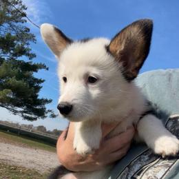 Cotton Candy- REDUCED - Black and tan female Pembroke Welsh Corgi puppy in Bloomfield, Iowa from Beebe’s Corgis & Doxies