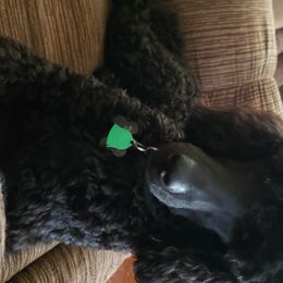 Poodles from Forever Southern Poodles