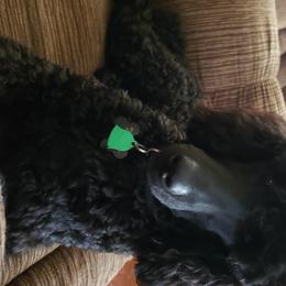 Poodles from Forever Southern Poodles
