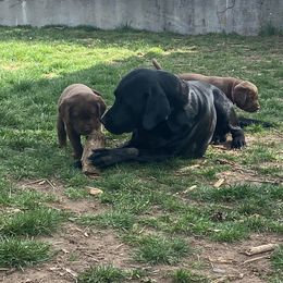 Labrador Retriever Puppies from Rogers Labs