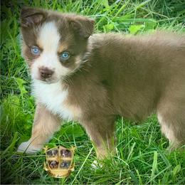 Mint - Red tri-color female Australian Shepherd puppy in El Dorado Springs, Missouri from HP Aussie Kennels