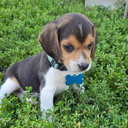 Cove - Black red and white male Beagle puppy in Bethany, Missouri from Fox Creek Beagles