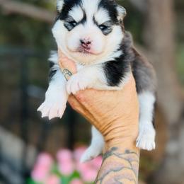 Bronzer - Black and white male Pomsky puppy in Yavapai County, Arizona from Pawsh Pomskies