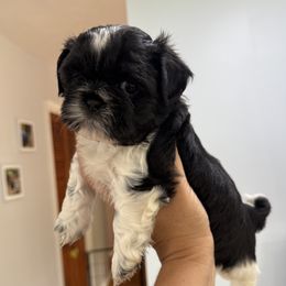 Hero - Black and white male Shih Tzu puppy in Fletcher, North Carolina from Shihtzu_NC