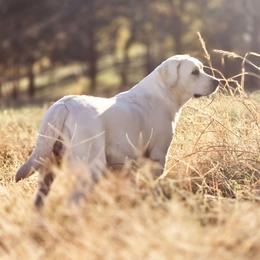 Addie - Labrador Retriever