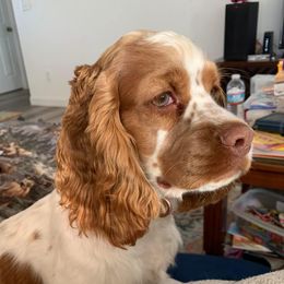 Molly - Cocker Spaniel