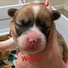Wonka - Red male Pembroke Welsh Corgi puppy in Berkeley Springs, West Virginia from Hummingbird Farm