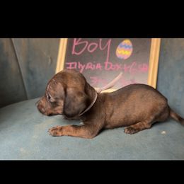 Scar - Brindle male Dachshund puppy in Livingston, Kentucky from Illyria Dox & GSD