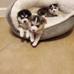 Pomsky Puppies from Sunshine Pomsky