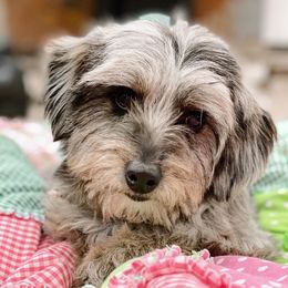 Lola - Aussiedoodle