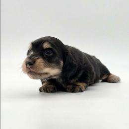 Dicky - Dapple male Dachshund puppy in Zebulon, North Carolina from Salt of the Earth Dachshunds