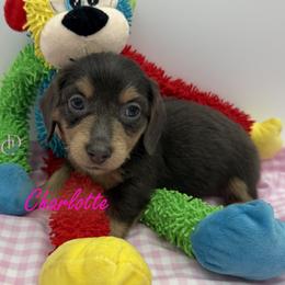 Charlotte - Blue and tan female Dachshund puppy in Waseca, Minnesota from Dragonfly Doxies