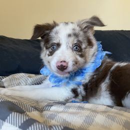 Girl 1 - Red merle Border Collie puppy in Columbus, Ohio from Laura & Leila Johnson's Border Collies