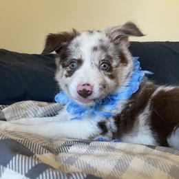 Girl 1 - Red merle Border Collie puppy in Columbus, Ohio from Laura & Leila Johnson's Border Collies