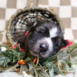 Red - Black and white male Siberian Husky puppy in York, Pennsylvania from Spalla Pups