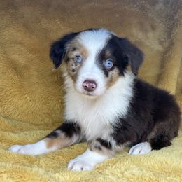 Boy 3 - Red merle Miniature Australian Shepherd puppy in Alabama from SBA Aussies