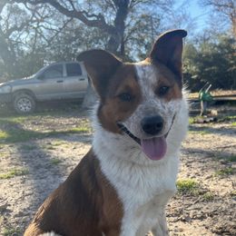 Australian Cattle Dog, Australian Shepherd, Companion Cross, and Miniature Australian Shepherd Puppies from MK Aussies